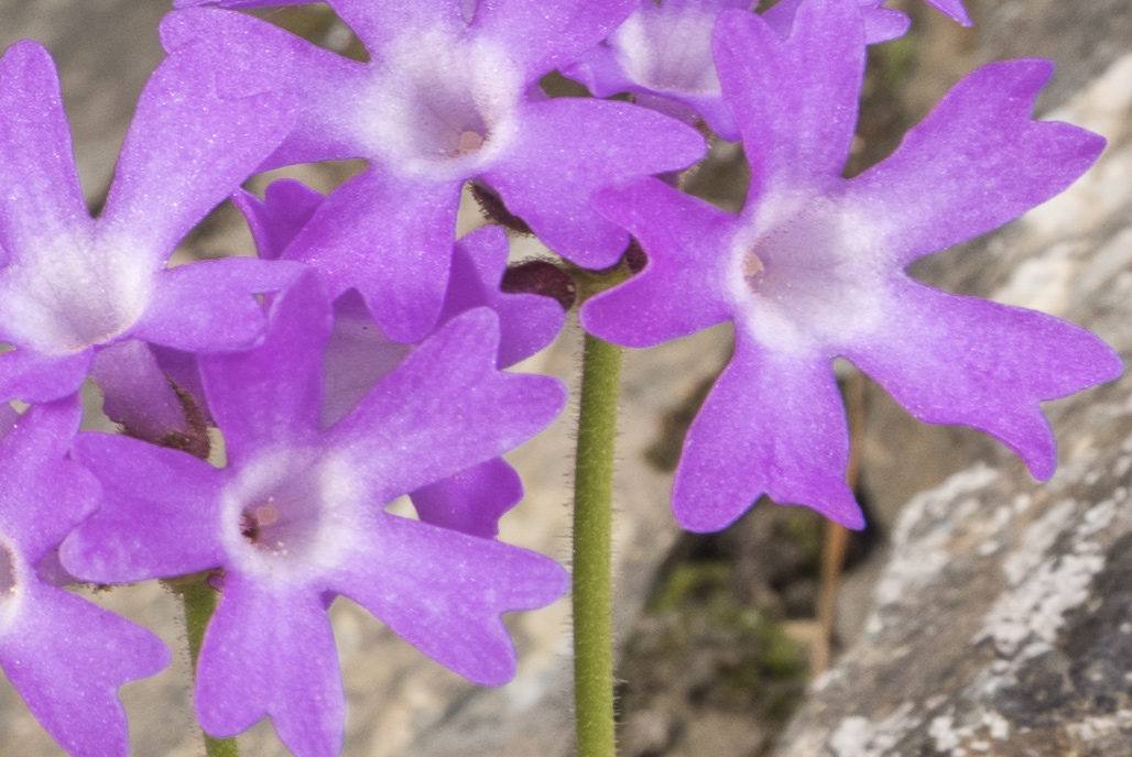 Primula daonensis
